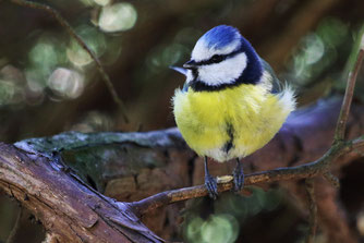 Blaumeise - Foto: Marc Scharping