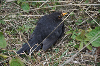 Eine Amsel mit aufgeplustertem Gefieder sitzt auf dem Boden