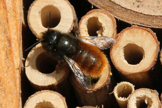 Gehörnte Mauerbiene (Osmia cornuta), Foto: klahen