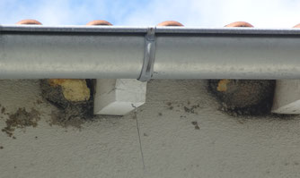 Durch Bauschaum zerstörte Nester - Foto: S. Eck
