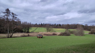 FND Brunnenwiesen, Weidengebüsch entfernt Foto: NABU/I.Bücker