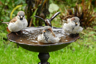 Haussperlinge im Vogelbad Foto: Gabi Ulig