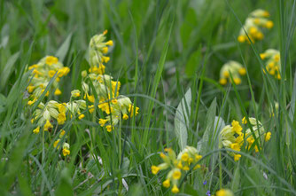 Echte Schlüsselblume Foto: Heinz Strunk