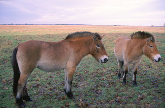Foto: NABU/ E. Nerger
