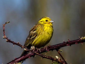 Vogelstimmenwanderung NABU Groß-Bieberau