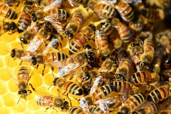 Honigbienen im Bienenstock | Foto: PollyDot |Pixabay | Bildnr. 326336