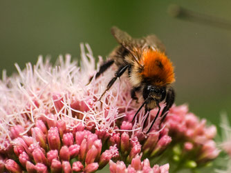 Ackerhummel Foto: NABU / Kathy Büscher