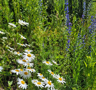 Artenreiche Blumenwiese am Wiesen-Damm Foto: Eva Altho