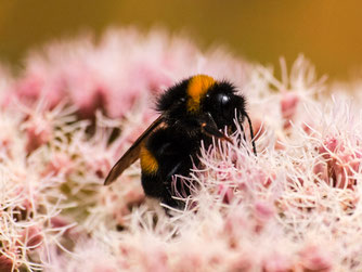 Erdhummel Foto: NABU / Kathy Büscher