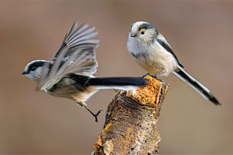 Schwanzmeisen, Foto: Rainer Armbruster / NABU-naturgucker
