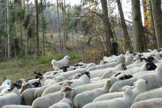 Herdenschutzhunde bei der Arbeit.  Foto: I.Till