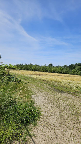 Grünfläche am Rand der Alten Aachener Straße
