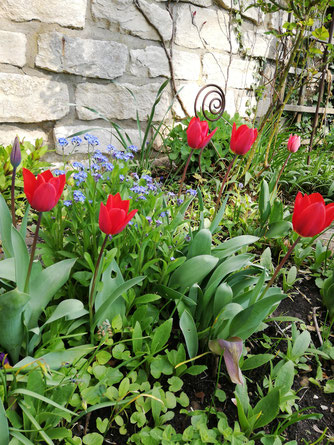 Blühende Gartenblumen