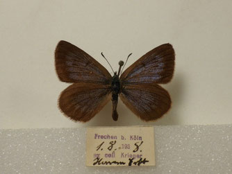 Falter aus der Sammlung Krieger, Foto: Karl-Heinz Jelinek