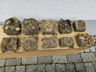 Nest