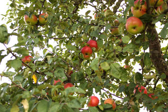 Apfelbaum