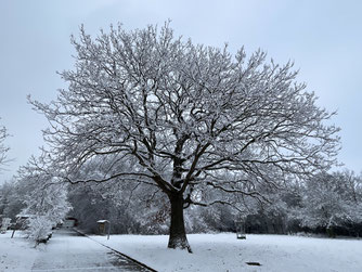 Eiche im Winter (Umweltzentrum Friesheimer Busch)