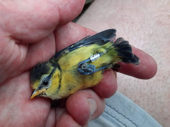 Eine junge beringte Blaumeise vom Kaiserbahnhof. Deutlich ist auch das gelb im Gesicht zu sehen, was bei den erwachsenen Vögeln weiß wird. Das leuchtende Blau der Eltern ist bei diesem Vogel auch nur schwer zu erahnen.  