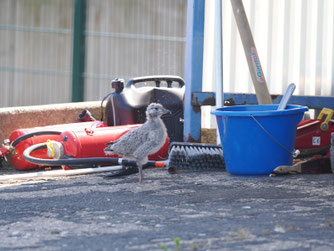 Möwe