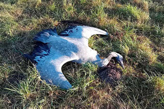 Wildvögel sind Leidtragende der Vogelgrippe Photo: Julian Heiermann