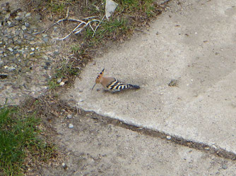 Wiedehopf Foto: Thomas Specht