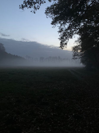 Feld im Nebel
