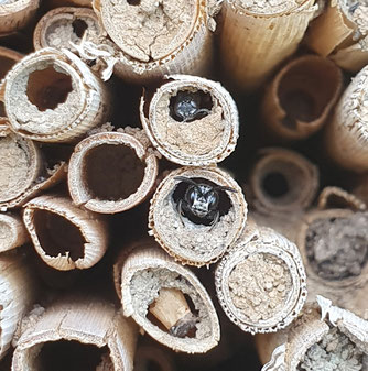 Bienen im Insektenhotel