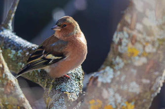 Buchfink (Foto: Weber)