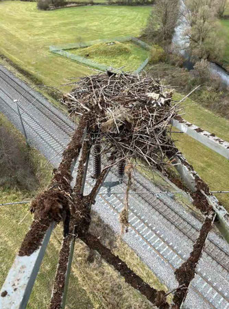 Storchennest in Brigachtal (Foto: Transnet BW)
