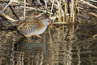 Wasserralle in Moos (Foto: H. Weber)
