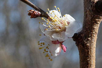 Apfelblüte (Foto: Weber)