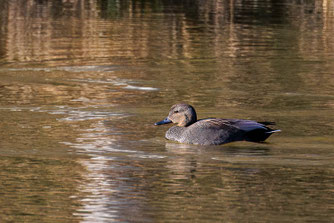Schnatterente am Riedsee (Foto: Weber)