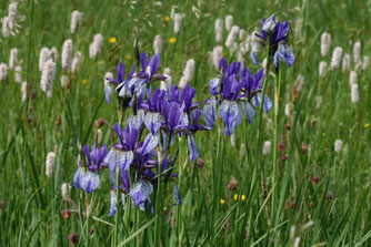 Iris sibirica (Foto: Gehring)