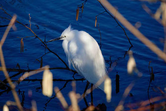 Seidenreiher am Aare-Stausee (Foto: M. Ebert)