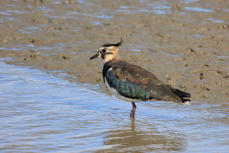 Kiebitz an der Nordsee (Foto: Weber)