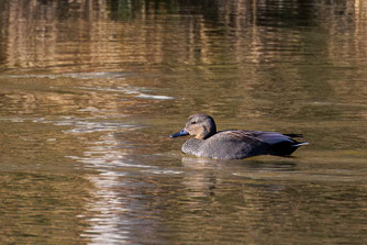 Schnatterente am Riedsee (Foto: Weber)