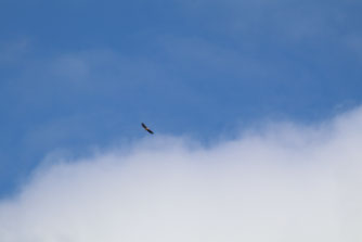 Seeadler über Grünland zwischen Trassenheide und Karlshagen / ©Jana Freitag