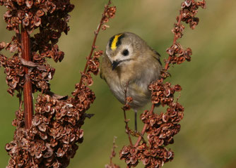Wintergoldhähnchen / ©C. Moning