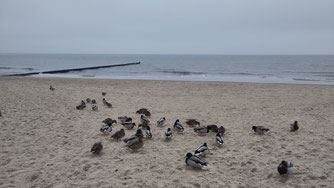 Stockenten am Strand von Kölpinsee / ©Jana Freitag