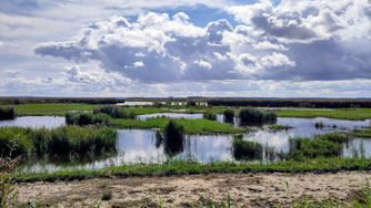 Feuchtgebiet in den Karrendorfer Wiesen