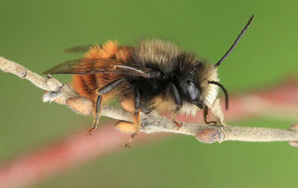 Frisch geschlüpftes Männchen der Gehörnten Mauerbiene | Bild: Kerstin Kleinke/naturgucker.de