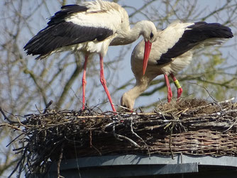 In Bargeshagen hat das unberingte Männchen eine vierjährige Partnerin gefunden, die in Ostvorpommern beringt wurde. Foto: A. Sandhoff, 20.4.2024