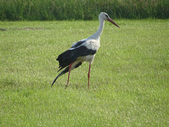 Verletzter Altstorch bei Bützow - am 17.6.2025 eingefangen und in die Tierklinik Rostock gebracht. Foto: A. Sandhoff.