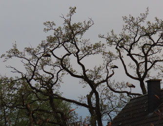 Belagerungszustand am Nest in Pastow. 4.5.2023