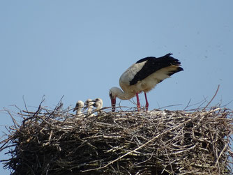 In Reinshagen sieht es zum Glück momentan gut aus - hier wachsen aktuell drei Küken heran. 5.6.2021. Foto: T. Sandhoff.