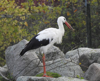 Diesjähriger Storch Hiddensee X76N4 am 12.11.2023 im Vogelpark Marlow
