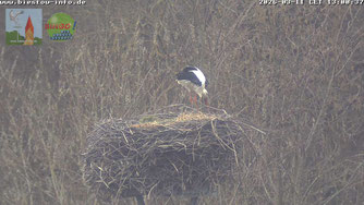 Kurz nach seinem Eintreffen beginnt ein Storch mit der Ausbesserung des Biestower Nests. 11.3.2026
