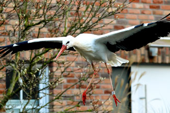 Hiddensee L975 am 6.12.2023 in Schaephuysen/NRW. Foto: K. Clever