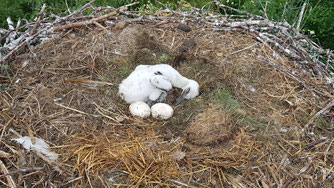 Das Storchenküken in Gnemern stellt sich bei Annäherung der Hebebühne tot. Mit im Nest sind zwei vermutlich taube Eier. Foto: T. Sandhoff, 18.6.2020
