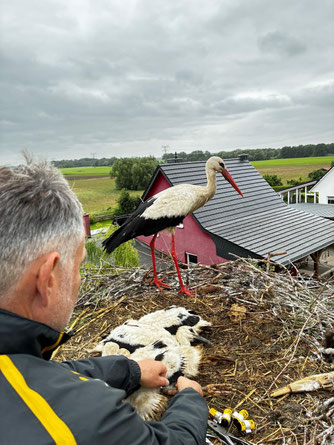 In Biestow Ausbau werden am 15.6.2026 vier Jungstörche durch G. Gernhöfer beringt. Die Störchin weicht währenddessen nicht von der Seite ihrer Küken. Foto: C. Roscher.